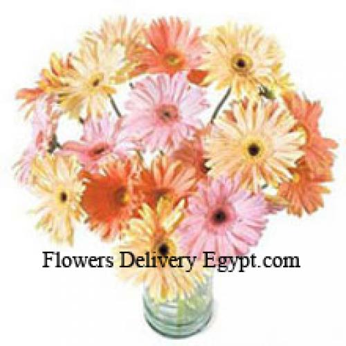 24 Luksuznih Raznovrsnih Gerbera