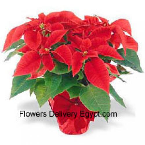 Belas Poinsettias Vermelhas