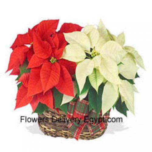 Belas poinsettias vermelhas e brancas em cesto